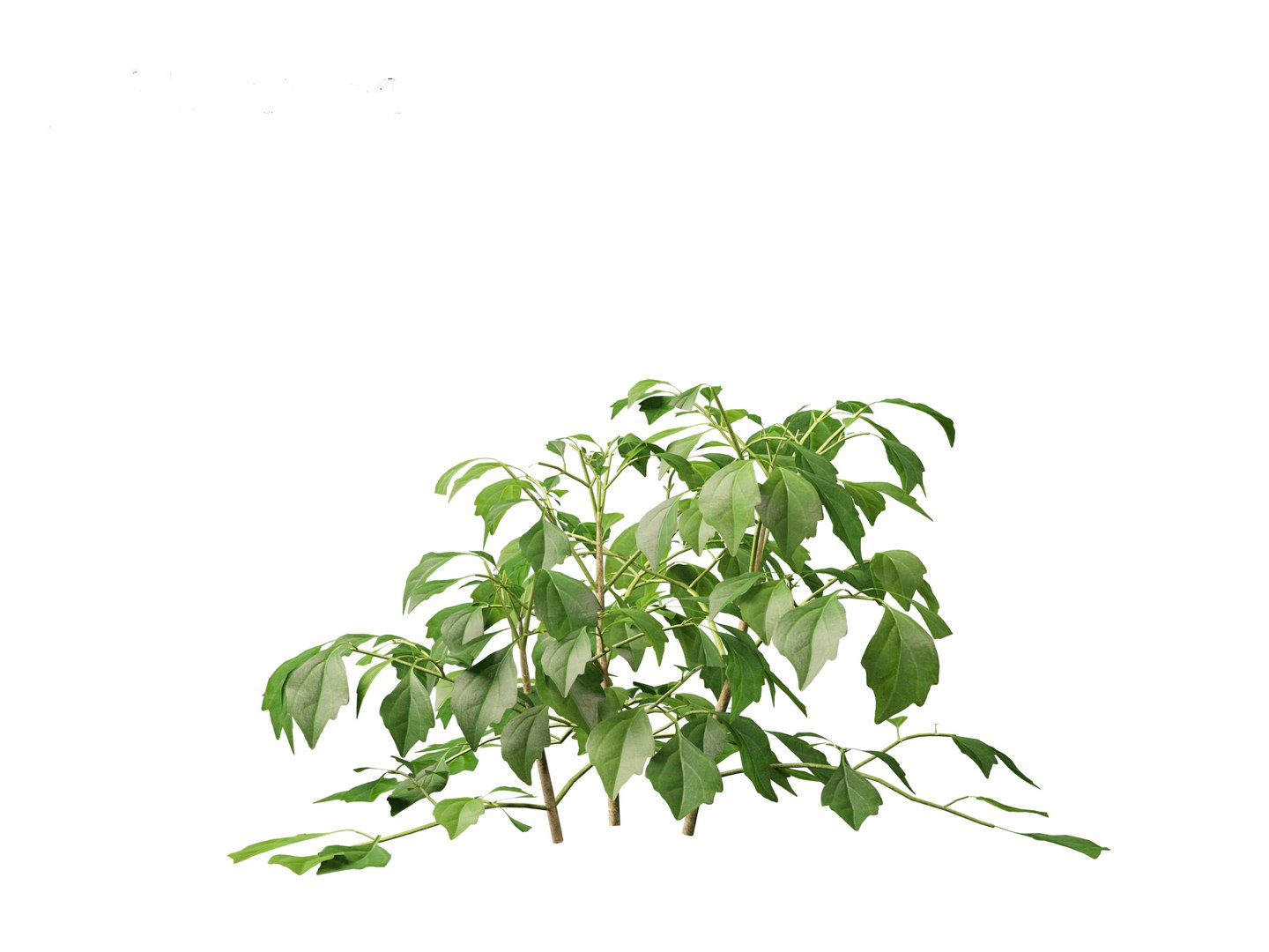 3D Radermachera sinica - China Doll Plant 01 https://p.turbosquid.com/ts-thumb/Ws/mhaIYc/ua/radermacherasinica_0113/jpg/1697033179/1920x1080/fit_q87/21973c061196753448b39408f4915ccbcf3215db/radermacherasinica_0113.jpg