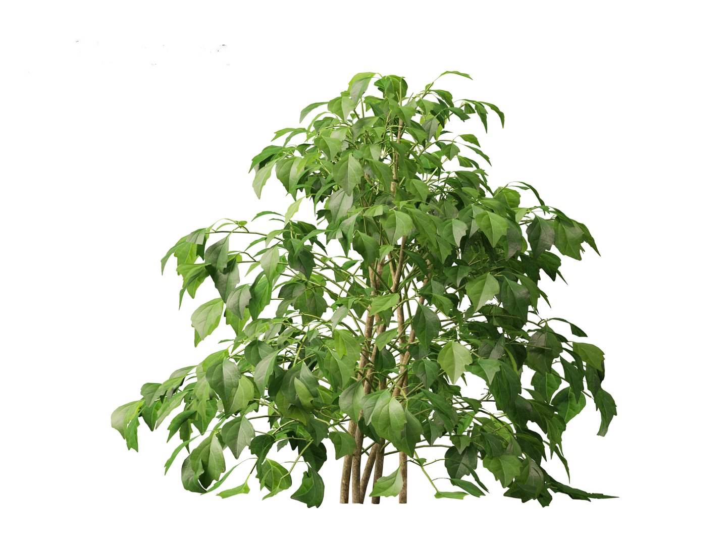 3D Radermachera sinica - China Doll Plant 01 https://p.turbosquid.com/ts-thumb/Ws/mhaIYc/vp/radermacherasinica_0114/jpg/1697033181/1920x1080/fit_q87/88f0de0d6bf46e857d98a604a9cc0ca18d8f543d/radermacherasinica_0114.jpg