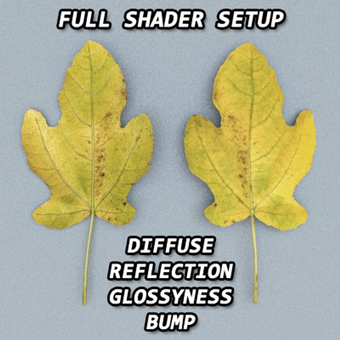 resolution leave 3d model https://p.turbosquid.com/ts-thumb/Ws/oLohV1/7jWwTRqL/shadersetup/jpg/1278456257/1920x1080/fit_q87/c0652cd51e8a67d7b3e75a08e97e174039ea3e25/shadersetup.jpg