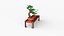 Bonsai