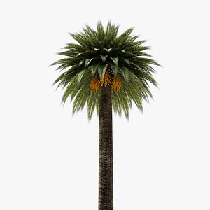 Date Palm Tree