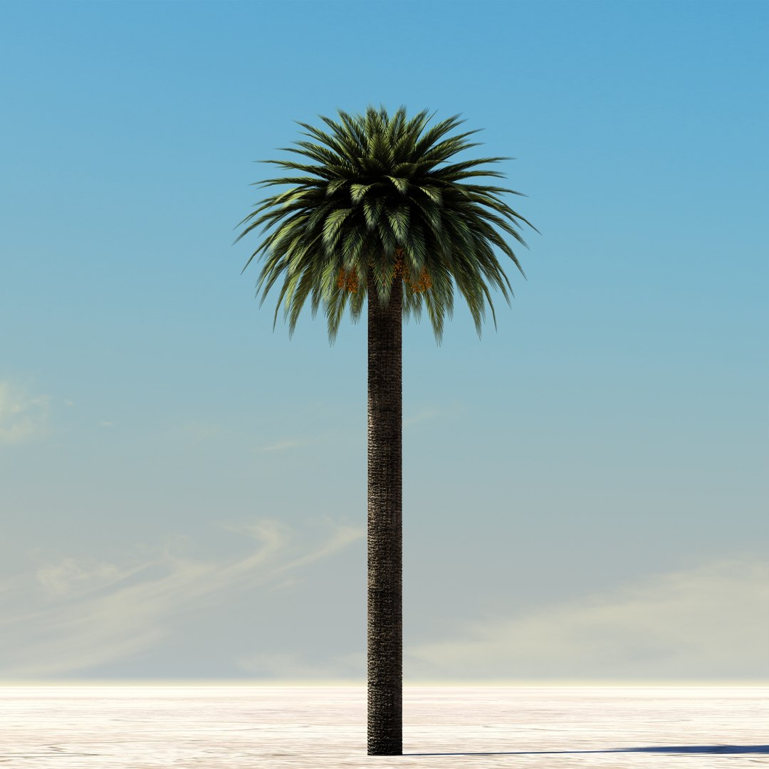 date palm tree 3d model https://p.turbosquid.com/ts-thumb/Ws/ylwtIE/ub1VAEp5/palmc/jpg/1341500628/1920x1080/fit_q87/3a30cbebb8160213cfab935752a1bfd13a89277b/palmc.jpg