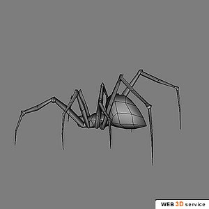 spider arachnid 3d model