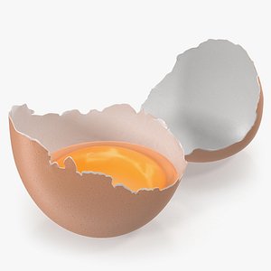 broken chicken egg shell model