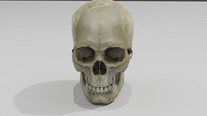 3D Skull