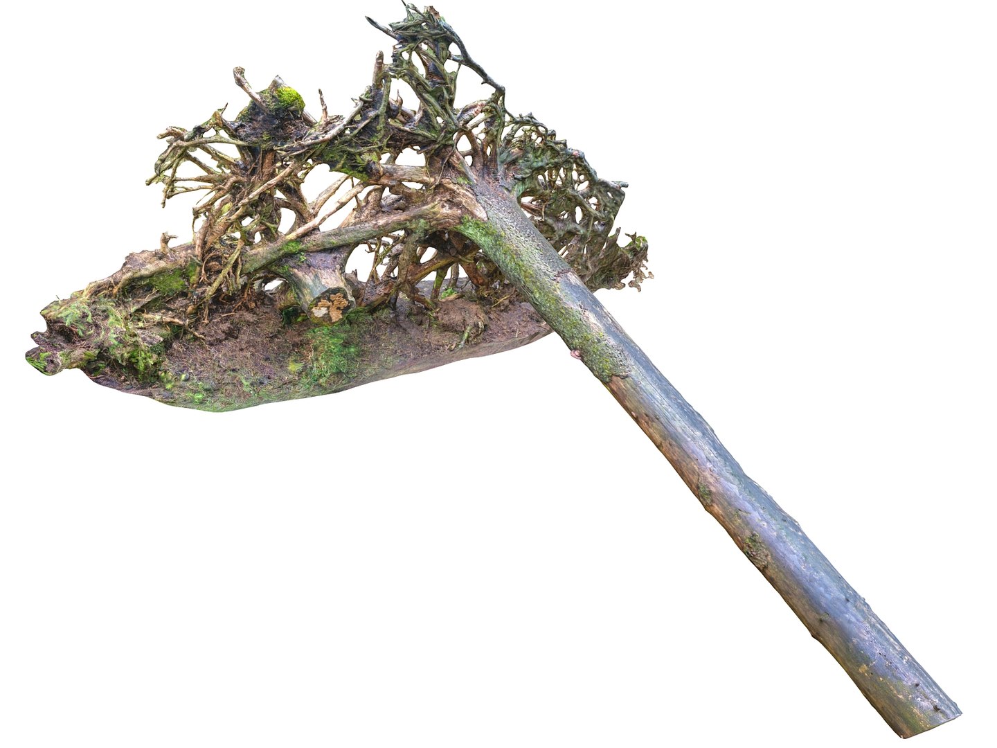 3D tree roots hd 16k - TurboSquid 1173304
