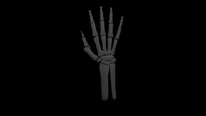 skeleton hand and the ulna