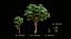 Mango tree pack 3D