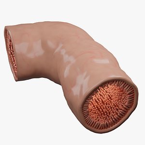 Intestinal Villi