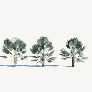 Bismarckia nobilis c