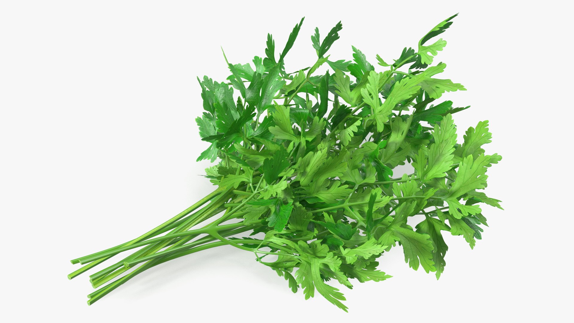 Fresh Parsley Leaves Bunch 3D model preview