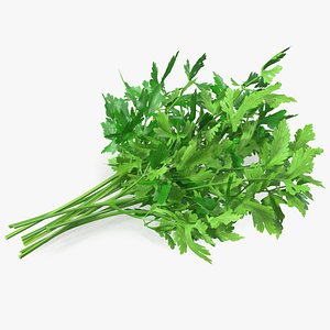 Fresh Parsley Leaves Bunch