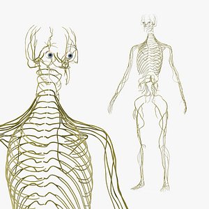 Female Neural System 3D model