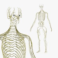 Female Neural System