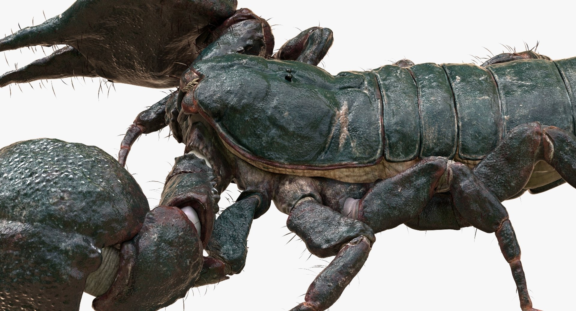 3D model scorpion rigged https://p.turbosquid.com/ts-thumb/Wt/drE6Tq/EMMELR1H/13/jpg/1529823168/1920x1080/fit_q87/ccedb0a31f333634b487ae58754ea6590966e2d3/13.jpg