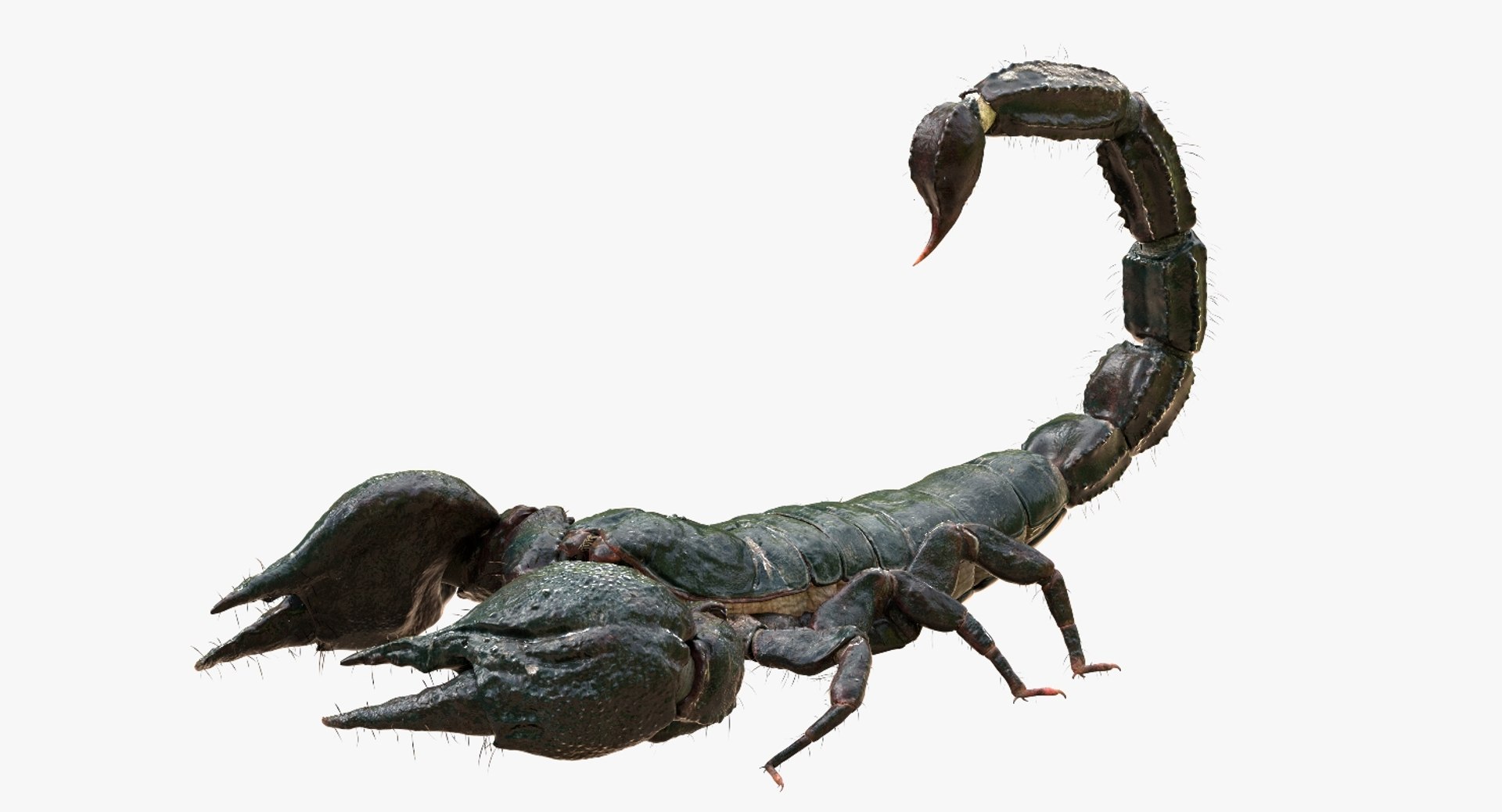 3D model scorpion rigged https://p.turbosquid.com/ts-thumb/Wt/drE6Tq/J0Ub2LSY/03/jpg/1529823168/1920x1080/fit_q87/8f80858140d9e792be391b91d25e9ae01786aa6d/03.jpg