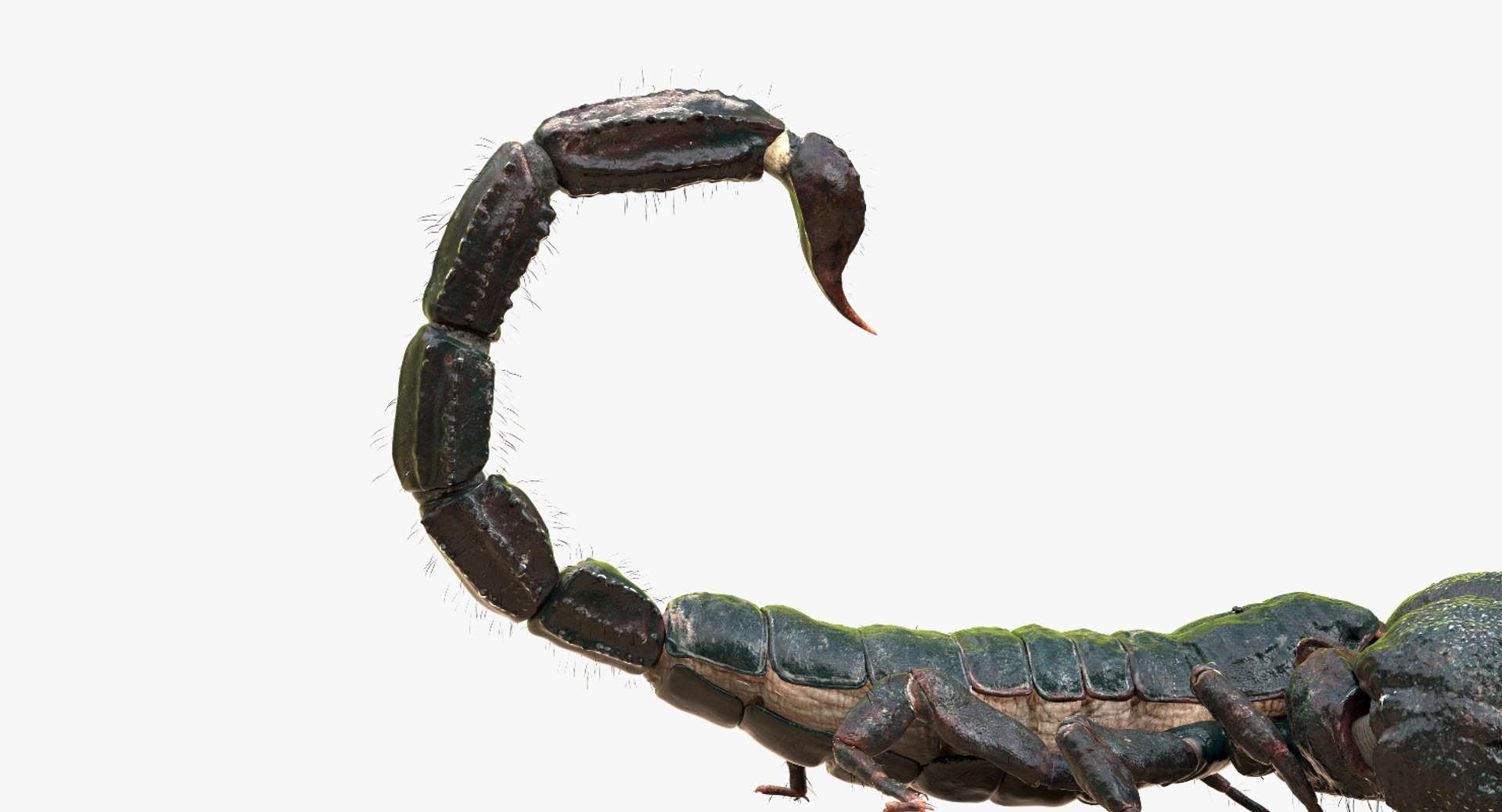 3D model scorpion rigged https://p.turbosquid.com/ts-thumb/Wt/drE6Tq/SCYJ0D1Q/08/jpg/1529823168/1920x1080/fit_q87/a0a4a44a8344a5c91068f599532ba338acba6347/08.jpg