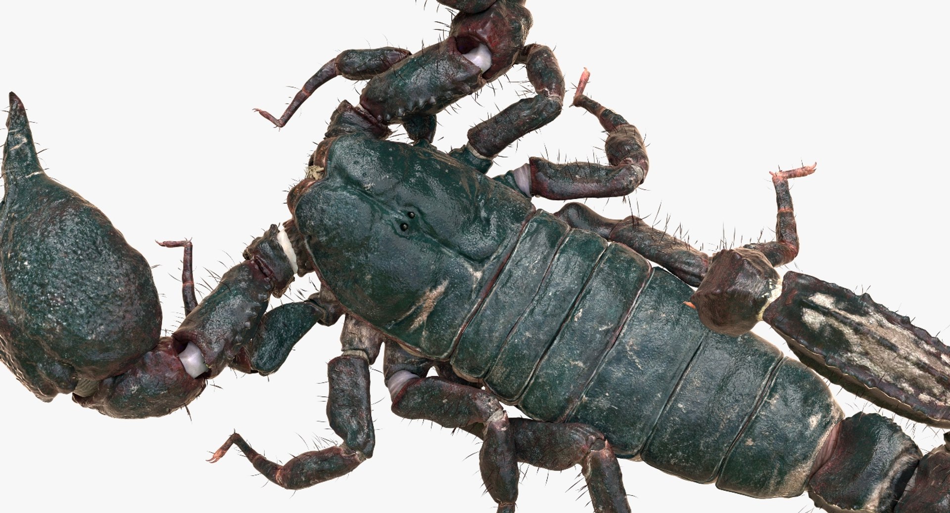 3D model scorpion rigged https://p.turbosquid.com/ts-thumb/Wt/drE6Tq/TKJWBtEG/11/jpg/1529823168/1920x1080/fit_q87/1dcf3bddd358e5bf460cda0728ac29104e5d3bbe/11.jpg