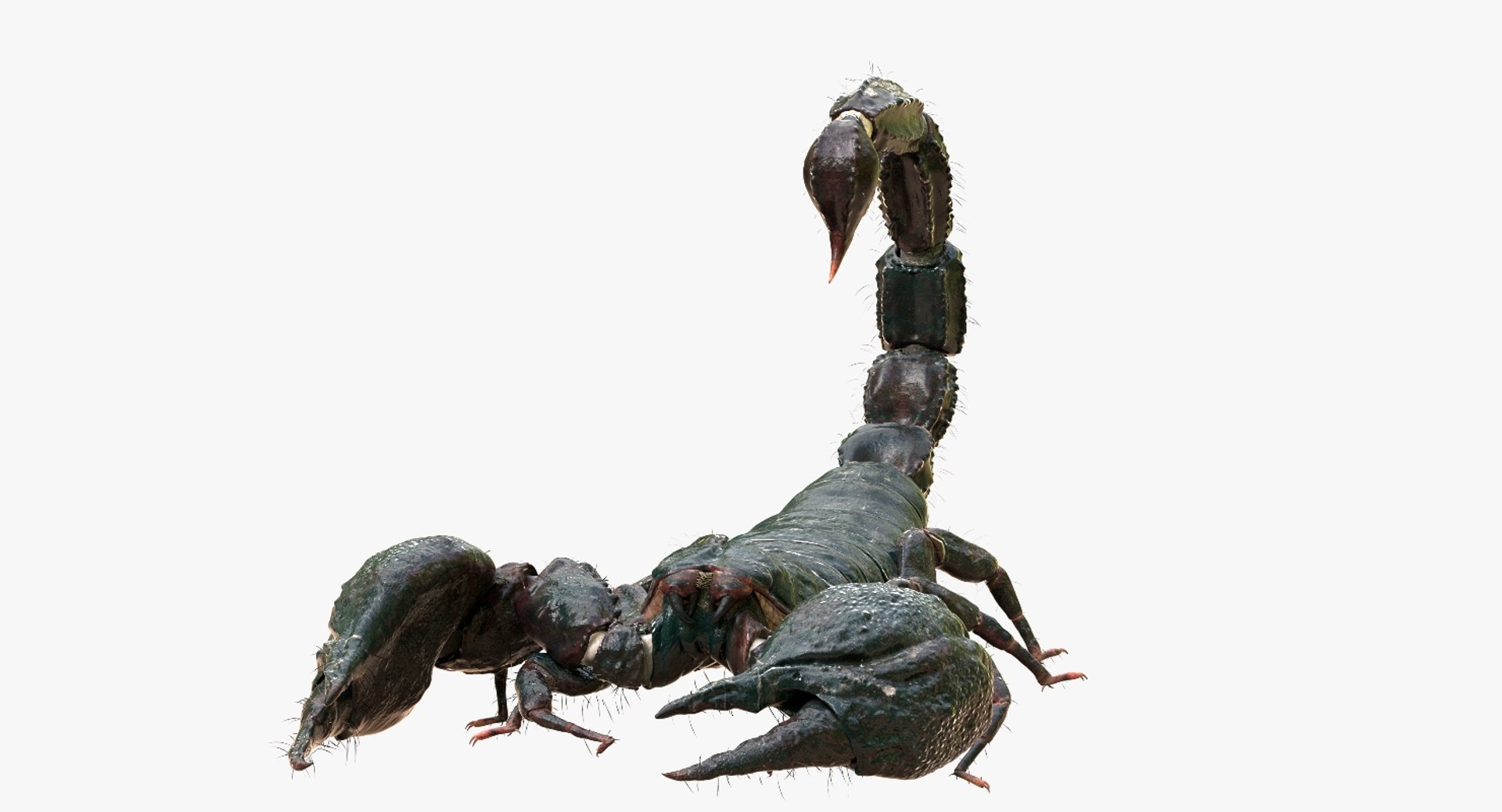 3D model scorpion rigged https://p.turbosquid.com/ts-thumb/Wt/drE6Tq/Y3haldMd/12/jpg/1529823168/1920x1080/fit_q87/0df56d3d28b1afcdda23afa445dc1f73e89e5f8c/12.jpg