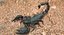 Scorpion (Rigged)