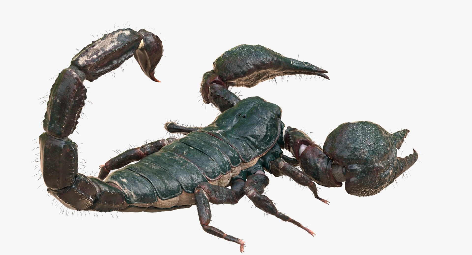 3D model scorpion rigged https://p.turbosquid.com/ts-thumb/Wt/drE6Tq/k1U6j2zd/14/jpg/1529823168/1920x1080/fit_q87/3f181be7fd97e790588dd9df85563129eb095756/14.jpg
