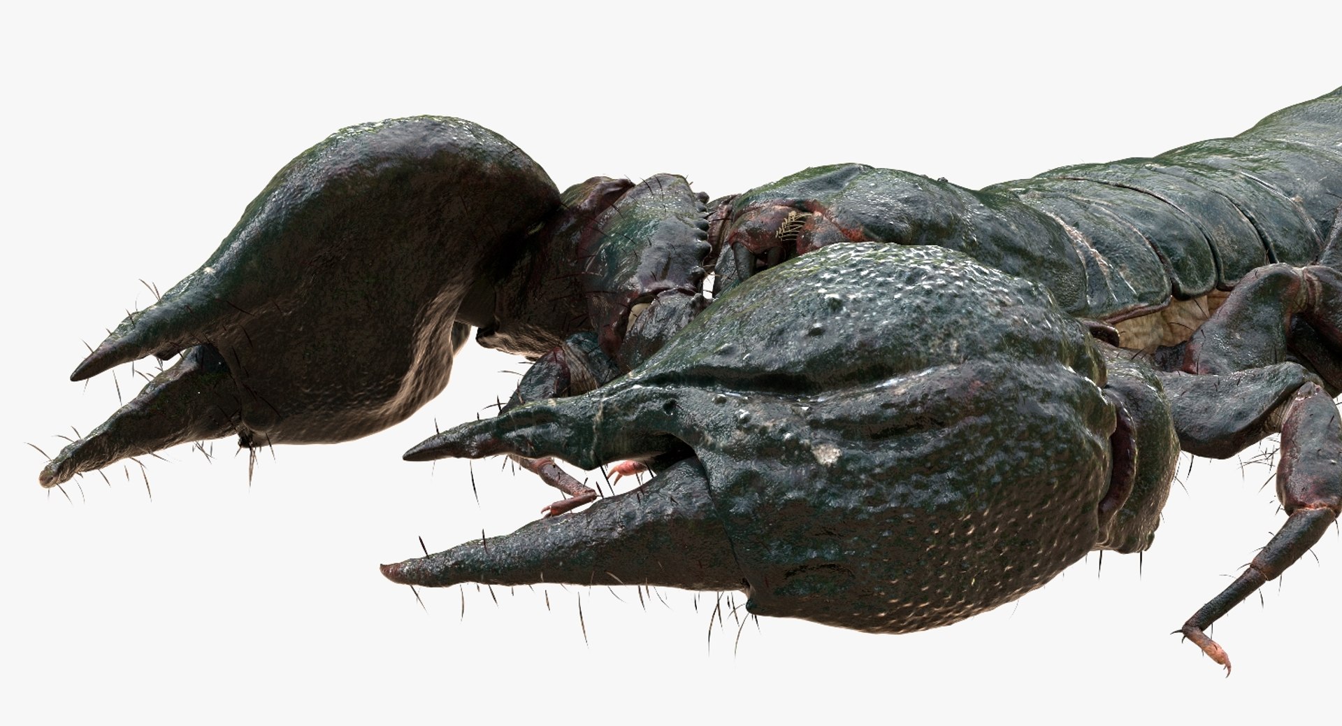 3D model scorpion rigged https://p.turbosquid.com/ts-thumb/Wt/drE6Tq/k2siUL7s/07/jpg/1529823168/1920x1080/fit_q87/b86eacec026f4216ce05e9835ff52400dcc59690/07.jpg