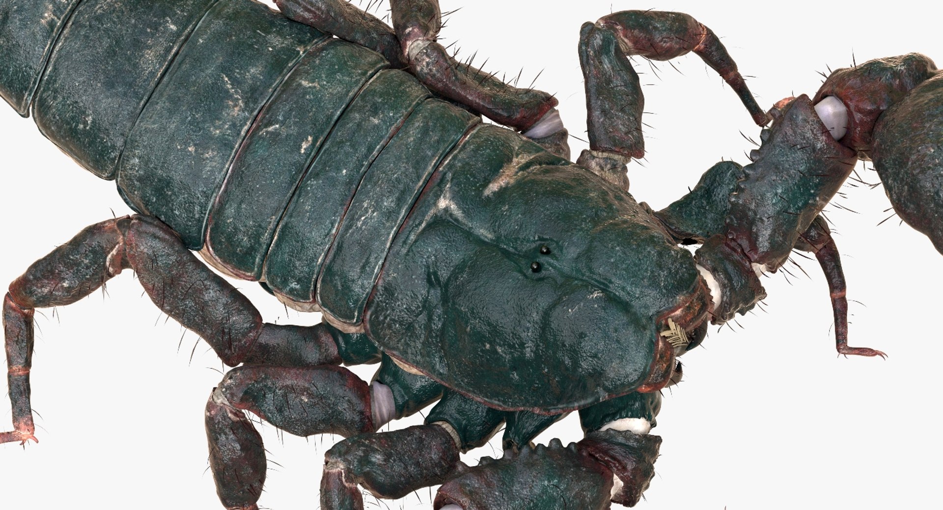 3D model scorpion rigged https://p.turbosquid.com/ts-thumb/Wt/drE6Tq/lmH2QZe7/09/jpg/1529823168/1920x1080/fit_q87/b19875b2fd38721b96744a6385fb6be255418d2d/09.jpg