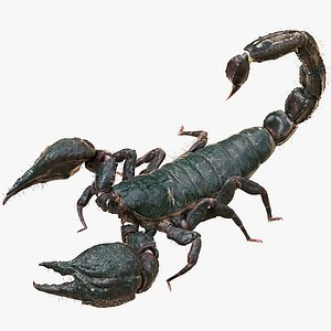Scorpion (Rigged)