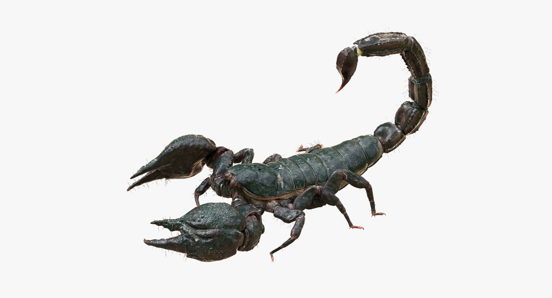 3D model scorpion rigged https://p.turbosquid.com/ts-thumb/Wt/drE6Tq/pSyIQ5vR/turntable/jpg/1529823155/1920x1080/turn_fit_q99/00d53e3659cfc76940be570477bdbfaca667944f/turntable-1.jpg
