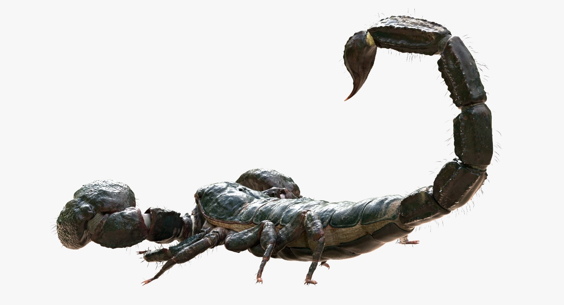 3D model scorpion rigged https://p.turbosquid.com/ts-thumb/Wt/drE6Tq/rpnILyKE/06/jpg/1529823168/1920x1080/fit_q87/47a4f2c671f886f0c6831cb942e9303dc2e591f6/06.jpg