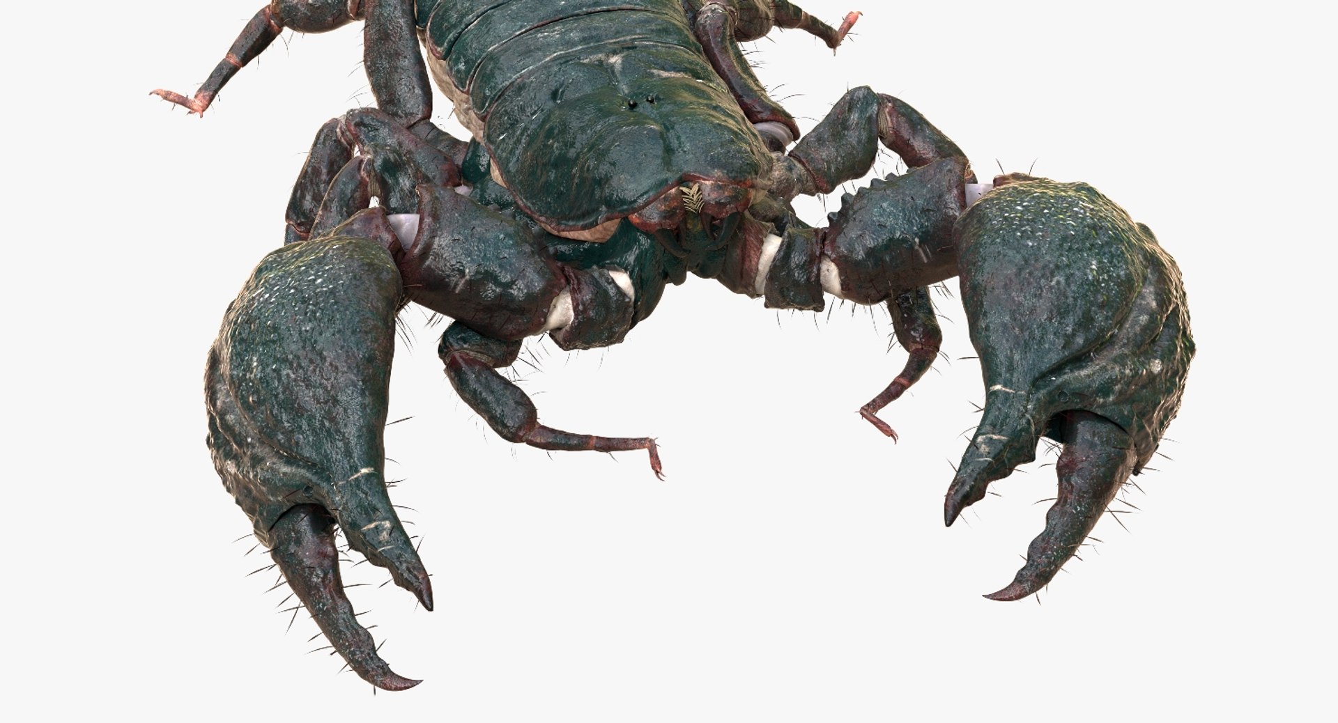 3D model scorpion rigged https://p.turbosquid.com/ts-thumb/Wt/drE6Tq/tGVWr7hN/04/jpg/1529823168/1920x1080/fit_q87/caf14771a04ac4f061c438b8a7226b50368f8395/04.jpg