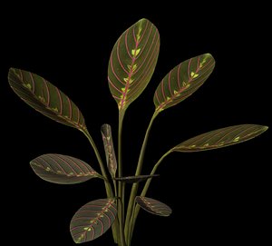 3d plant petals stem model