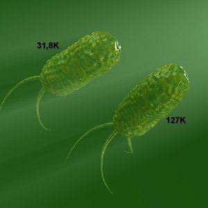 two animated models of bacteria