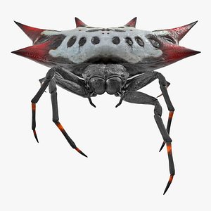 gasteracantha spider walking pose 3D model