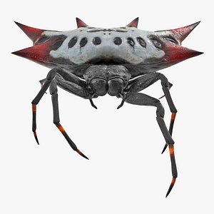 Gasteracantha Spider Walking Pose