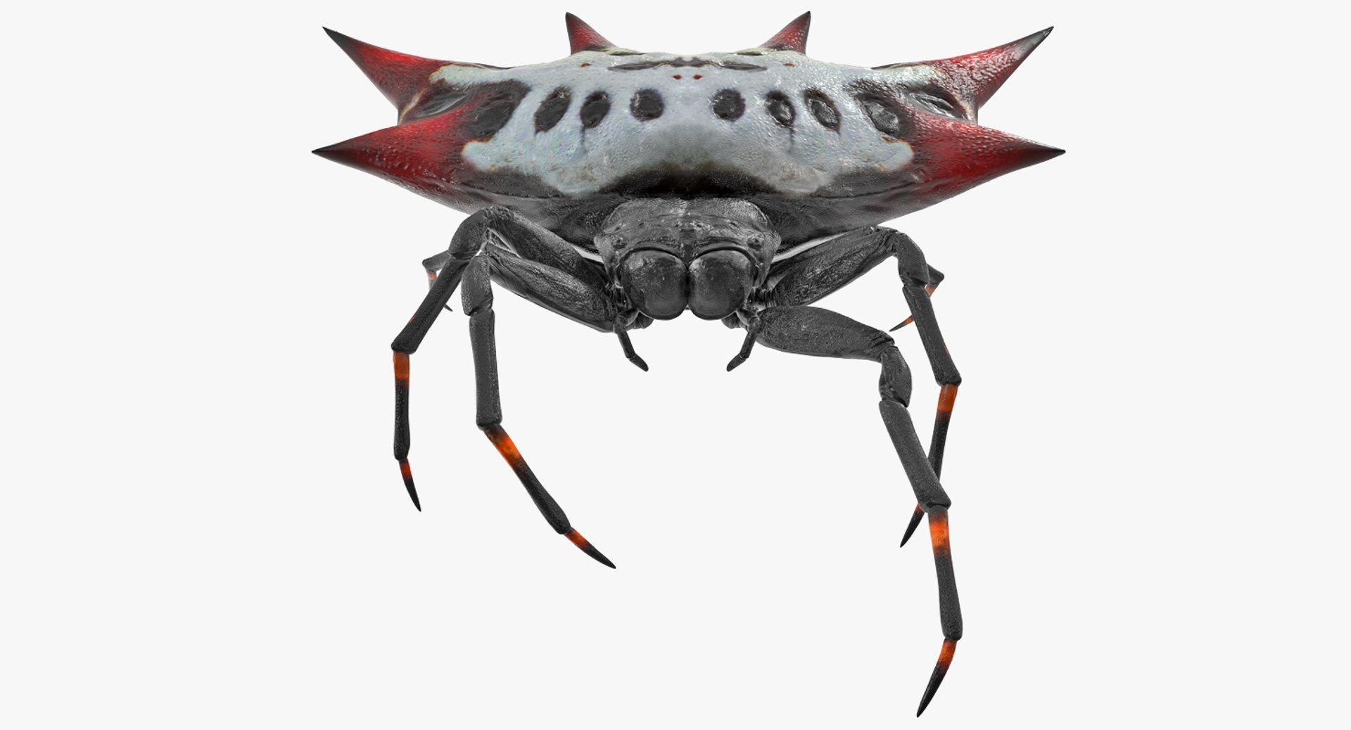 Gasteracantha Spider Walking Pose 3D model preview