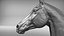 Horse head Realistic(1)