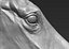 Horse head Realistic(1)