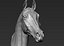 Horse head Realistic(1)