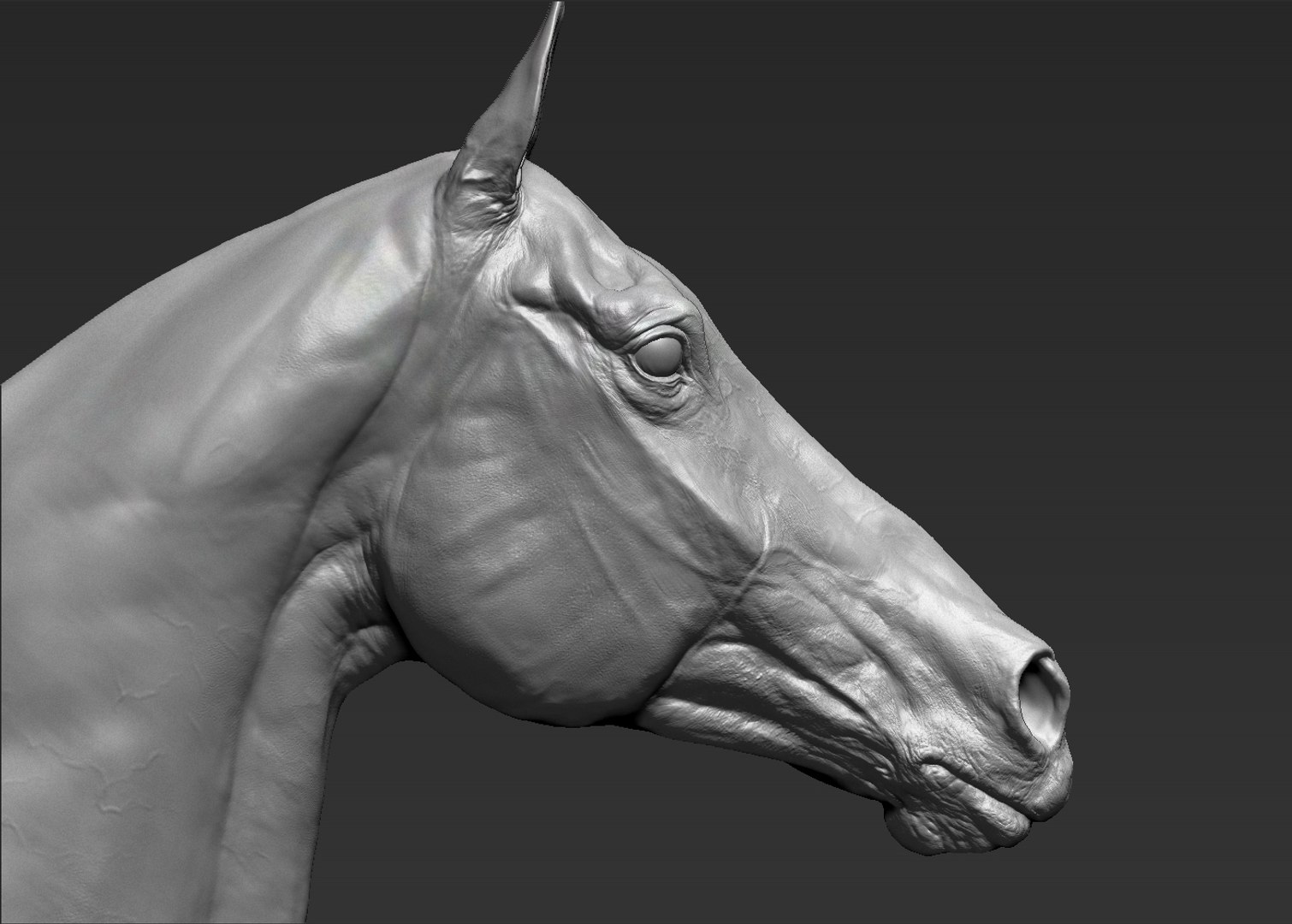 3D horse head realistic https://p.turbosquid.com/ts-thumb/Wt/yTT3XJ/pKPOW5aR/7/jpg/1550507707/1920x1080/fit_q87/f064a8511ef39fda955336fbbe04d2cb7c64af61/7.jpg
