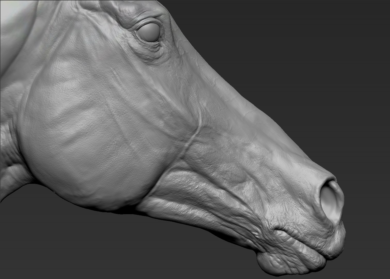 3D horse head realistic https://p.turbosquid.com/ts-thumb/Wt/yTT3XJ/rKuEjsPj/8/jpg/1550507848/1920x1080/fit_q87/f7ae2dc5699b462105130b7f551707e4e1490a35/8.jpg