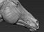 Horse head Realistic(1)