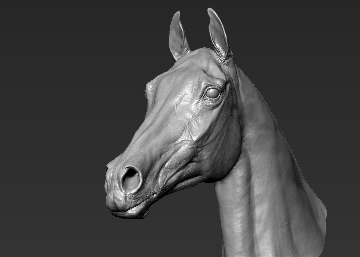 3D horse head realistic https://p.turbosquid.com/ts-thumb/Wt/yTT3XJ/wImZLnij/6/jpg/1550507707/1920x1080/fit_q87/89c70d7befc63355e7db15be149d0f05c83d3a84/6.jpg