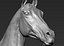 Horse head Realistic(1)