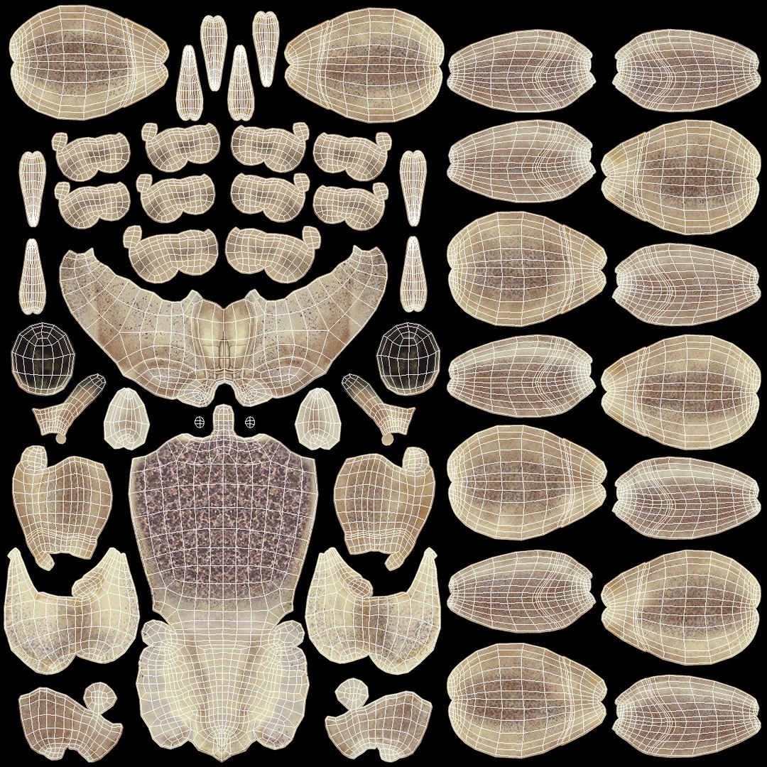 Atlantic Beach Crab Pink Beige Rigged 3D https://p.turbosquid.com/ts-thumb/Wu/9Ht2Eg/1U/atlantic_beach_crab_pink_beige_rigged_016/jpg/1750123721/1920x1080/fit_q87/5184de7581ffce39f5e17c442be10c9348f1c74a/atlantic_beach_crab_pink_beige_rigged_016.jpg