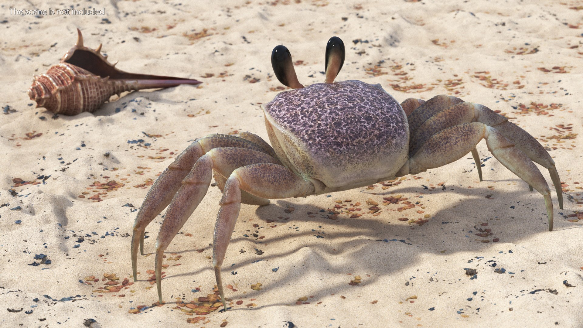 Atlantic Beach Crab Pink Beige Rigged 3D https://p.turbosquid.com/ts-thumb/Wu/9Ht2Eg/UG/atlantic_beach_crab_pink_beige_rigged_004/jpg/1750123682/1920x1080/fit_q87/7d1ff66363d55b67925c205ae89500a7fd6621cb/atlantic_beach_crab_pink_beige_rigged_004.jpg
