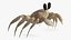 Atlantic Beach Crab Pink Beige Rigged