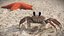 Atlantic Beach Crab Pink Beige Rigged