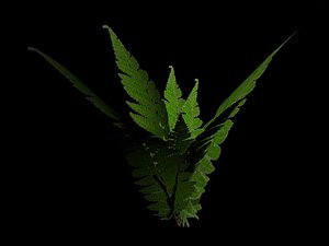rainforest fern 3d model
