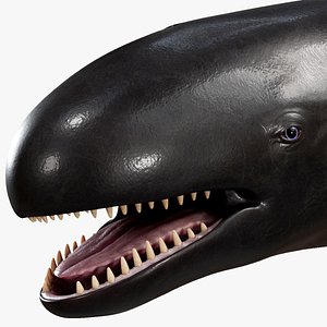 3D HQ False Killer Whale
